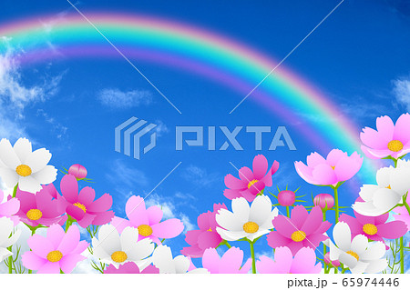 秋桜畑 65974446