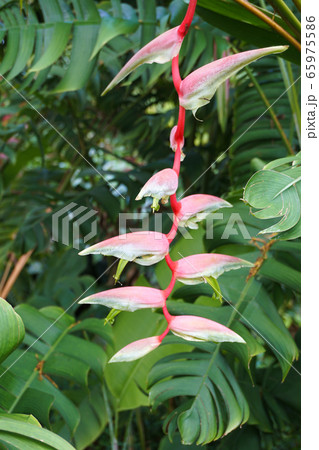 Ho’omaluhia Botanical Garden ハワイの植物園 Ho’omaluhia Botanical Garden ハワイの植物園 65975586