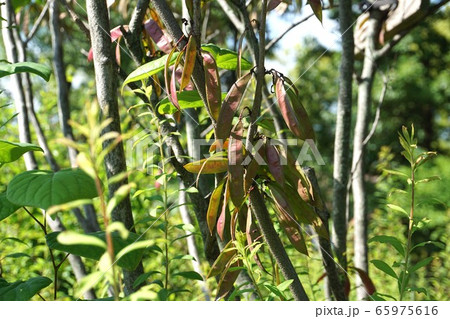 ハナズオウの豆果 ハナズオウの豆果 65975616