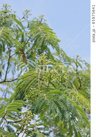 ネムノキのつぼみ 65975641