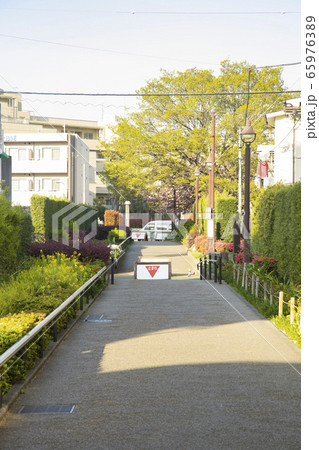 春の烏山川緑道 65976389