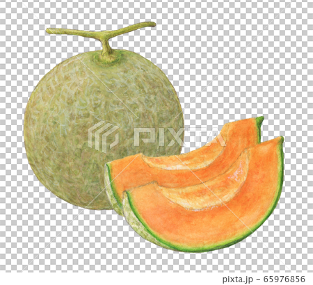 甜瓜手繪水彩 65976856