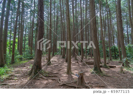 官ノ倉山の登山道(奥武蔵) 官ノ倉山の登山道(奥武蔵) 65977115