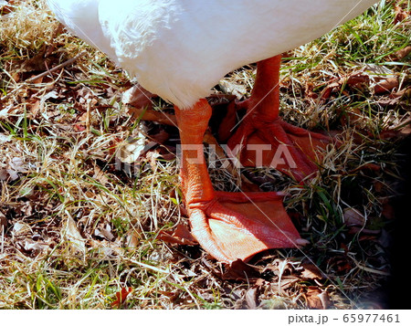 ガチョウの足 65977461