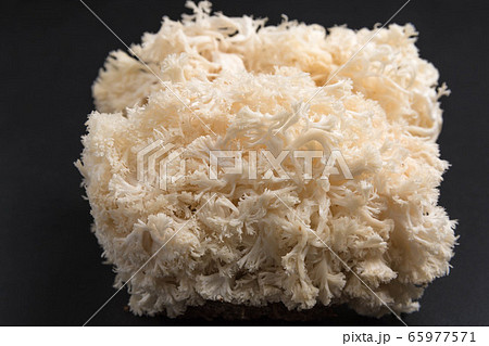 ヤマブシタケ 65977571