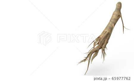 The ginseng 3d rendering on white background for medical content. The ginseng 3d rendering on white background for medical content. 65977762