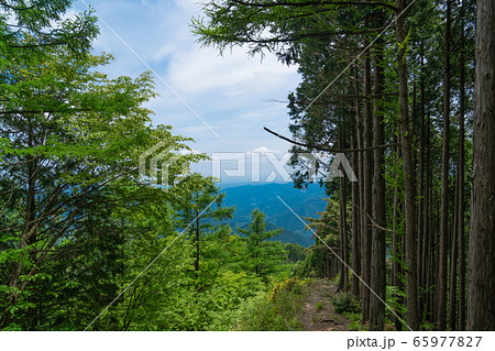 本仁田山の登山道(奥多摩) 本仁田山の登山道(奥多摩) 65977827