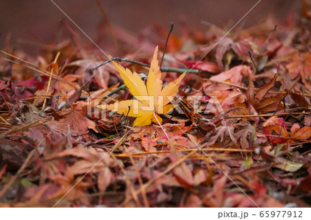 秋の紅葉 65977912