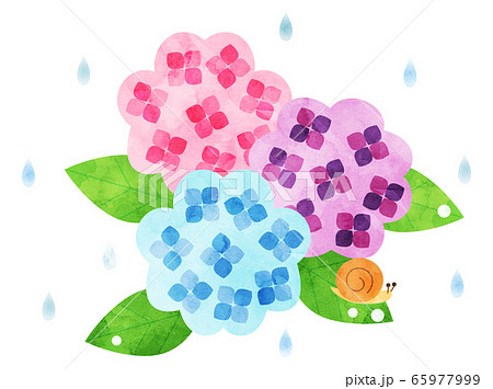 あじさい24 紫陽花 アジサイ 花 植物 梅雨のイラスト素材