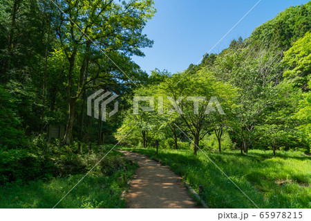 天覧山・多峯主山の登山道（奥武蔵） 65978215