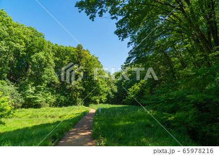 天覧山・多峯主山の登山道（奥武蔵） 65978216