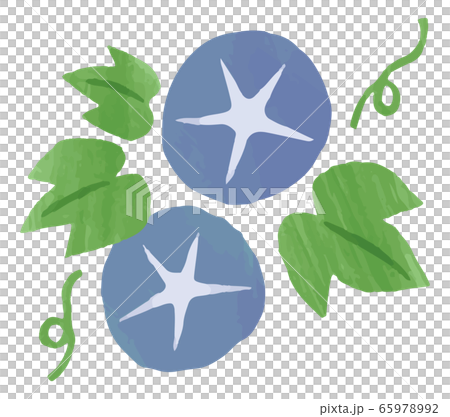 Morning glory illustration flower material watercolor 65978992