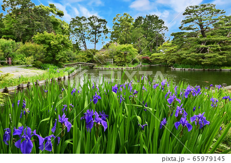 梅宮大社 65979145