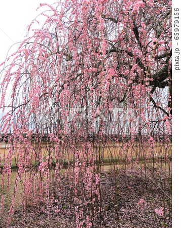 春を告げる西方寺のしだれ梅　（広島県竹原市） 65979156