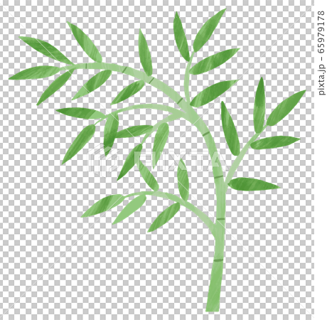 笹 笹の葉 七夕 イラスト 水彩のイラスト素材