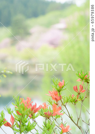 ツツジ つぼみと若芽 ツツジ つぼみと若芽 65979386