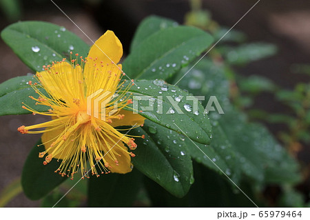 びょうやなぎ 65979464