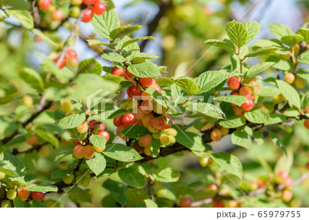 熟れ始めたユスラウメの実 熟れ始めたユスラウメの実 65979755