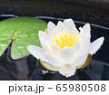 雨の中の睡蓮① 65980508