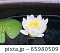 雨の中の睡蓮② 65980509