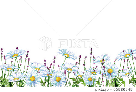 デイジーとラベンダー デイジーとラベンダー 65980549