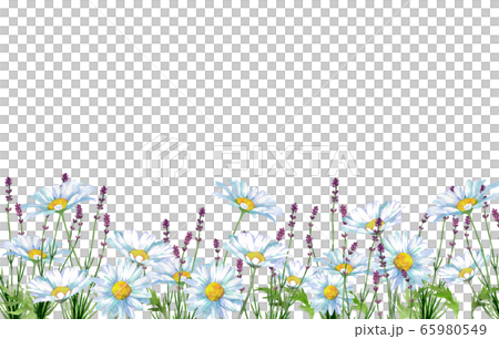 デイジーとラベンダー デイジーとラベンダー 65980549