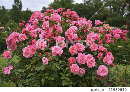 バラ 65980650
