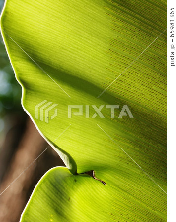 crop closeup on large green leaves of tropical plants, large bird's nest fern leaves, under natural sunlight outdoor selective focus with blur background  65981365