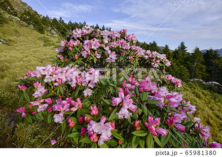 花 フラワー お花 65981380