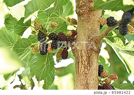 桑の実 65981422
