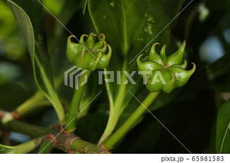 自然 植物 シキミ、初夏の果実。秋には割れて種が顔を出しますが今は鮮やかな緑色 自然 植物 シキミ、初夏の果実。秋には割れて種が顔を出しますが今は鮮やかな緑色 65981583