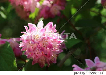 満開のベニバナバイカウツギ（紅花梅花空木） 65981611