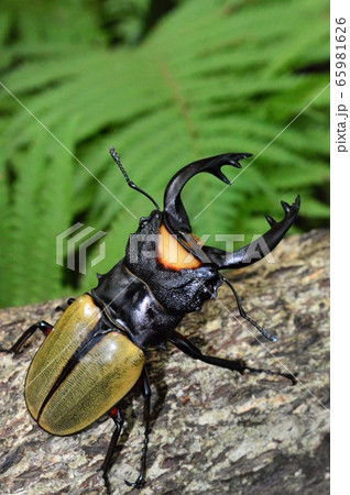 ラコダールツヤクワガタの森林の樹木の上で 65981626