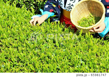 初夏の茶畑 茶摘み 初夏の茶畑 茶摘み 65981747