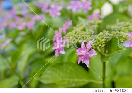 ガクアジサイの花 65981886