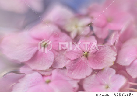 紫陽花13 紫陽花13 65981897