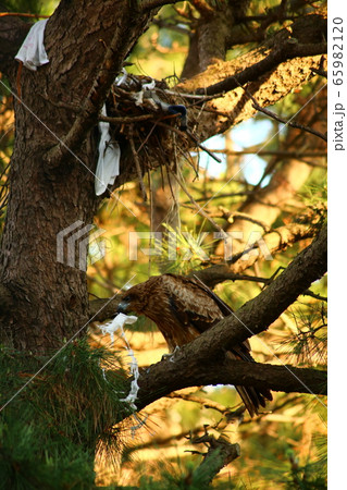 巣を作るトンビ 65982120