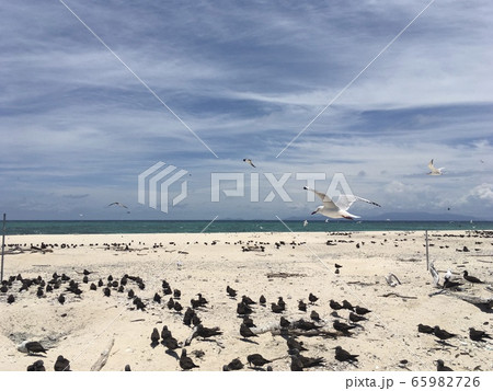 ミコマスケイで鳥ました! ミコマスケイで鳥ました! 65982726