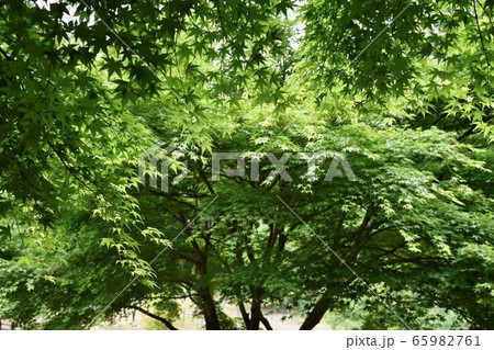 森の中 森の中 65982761