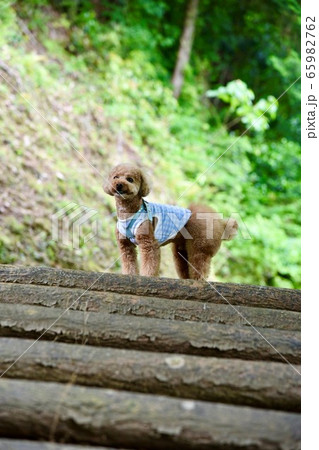 階段を上って 65982762