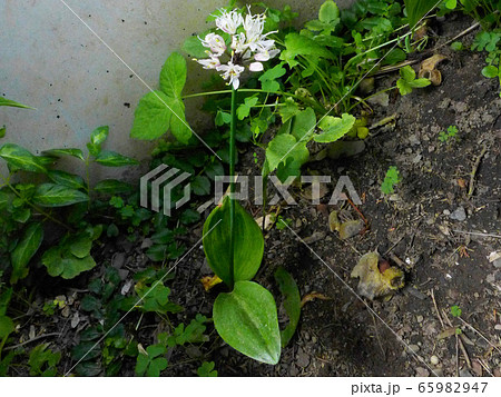 行者ニンニクの花の写真素材