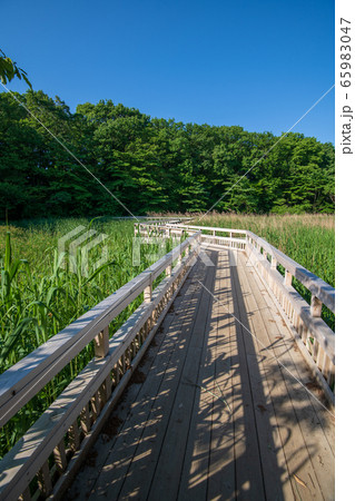 新緑　北本自然観察公園　埼玉県北本市 65983047