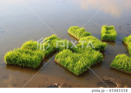 稲 苗 植物 65983358
