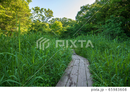 新緑 北本自然観察公園 埼玉県北本市 新緑 北本自然観察公園 埼玉県北本市 65983608