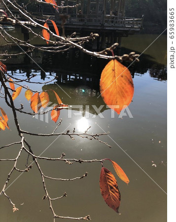 枯れ葉 枯れ葉 65983665