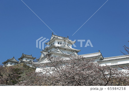 早春の桜と姫路城 65984258