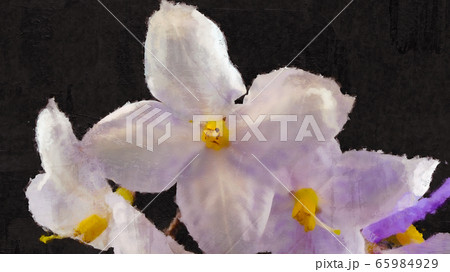 Watercolor Of Starlight Flower Watercolor Of Starlight Flower 65984929