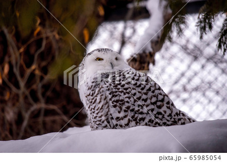 フクロウ三昧 フクロウ三昧 65985054