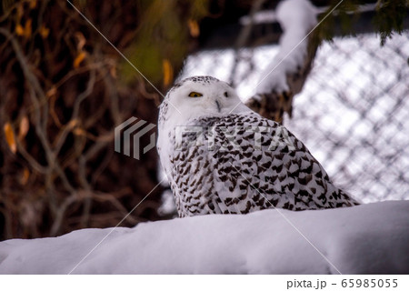 フクロウ三昧 フクロウ三昧 65985055