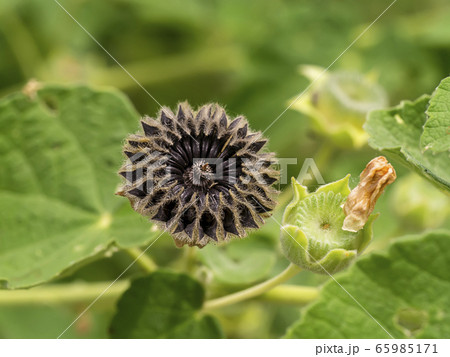 Close up seeds of Country mallow plant 65985171